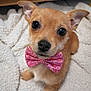 dog, puppy, bow_tie, pink, cute, pet, animal, fur, small_dog, indoors, blanket, cozy, texture, close_up, face, ears, eyes, nose, sitting, adorable