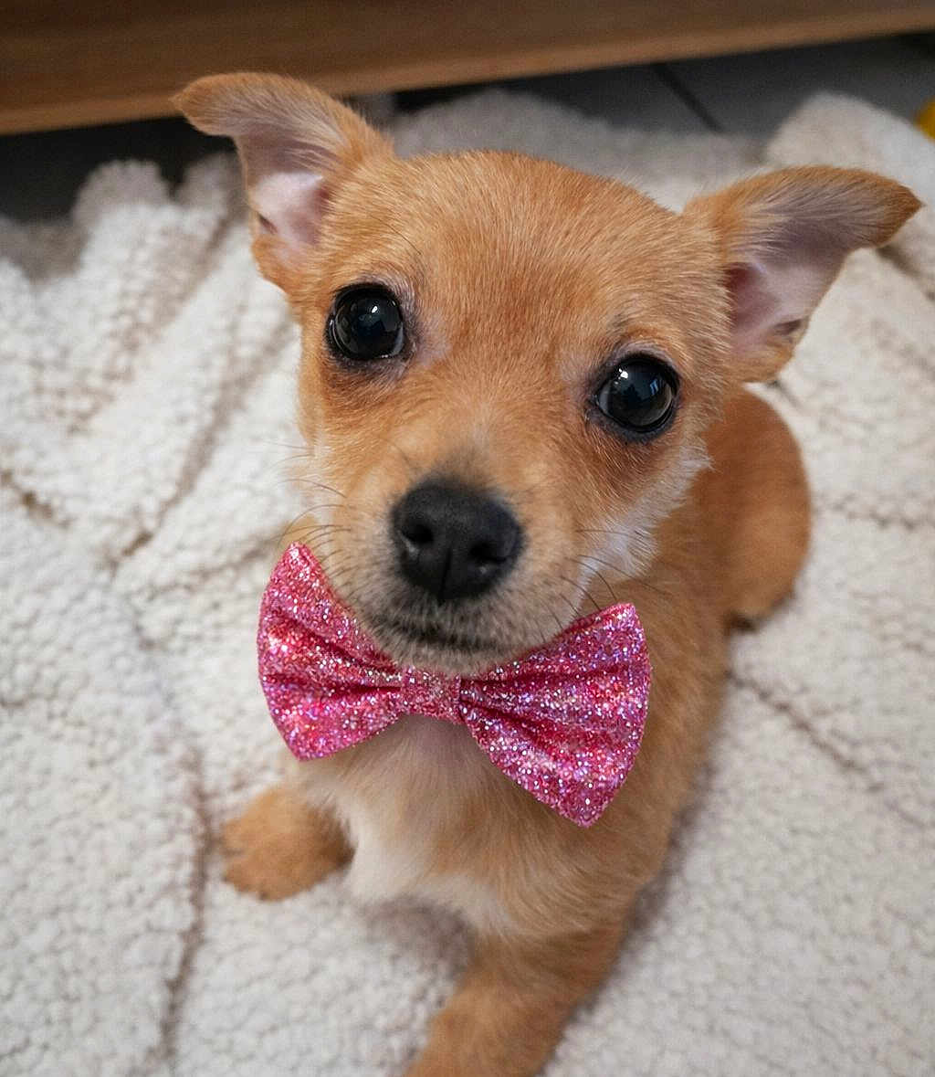 Paillette participe au concours pour gagner de l'argent avec cette photo : dog, puppy, bow_tie, pink, cute, pet, animal, fur, small_dog, indoors, blanket, cozy, texture, close_up, face, ears, eyes, nose, sitting, adorable