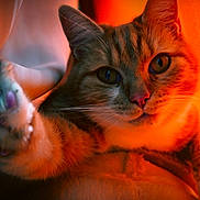 Chou participe au concours pour gagner de l'argent avec cette photo : cat, close_up, paw, orange_light, curious, indoor, feline, whiskers, pink_nose, soft_fur, warm_tone, cozy, pet, animal, portrait, cute, furry, tabby, claw, relaxed