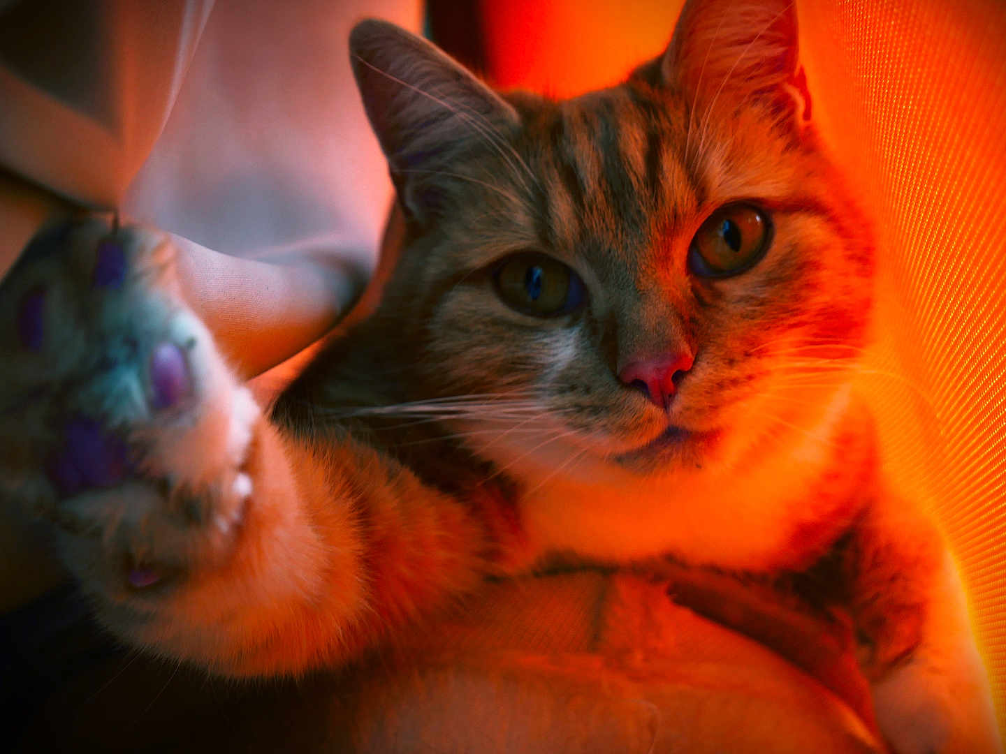 Chou participe au concours pour gagner de l'argent avec cette photo : cat, close_up, paw, orange_light, curious, indoor, feline, whiskers, pink_nose, soft_fur, warm_tone, cozy, pet, animal, portrait, cute, furry, tabby, claw, relaxed