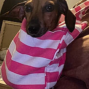 Bella Mae joined the competition — help win amazing prizes! dog, dachshund, pet, animal, floppy_ears, brown_fur, black_nose, dark_eyes, striped_clothing, pink, white, sweater, costume, couch, indoor, portrait, sitting, cute, funny, home