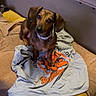 Bella Mae is registered to the contest to win money with this photo: dog, dachshund, pet, animal, sitting, indoors, couch, sweatshirt, clothing, brown_dog, floppy_ears, head_tilt, collar, portrait, cute, curious, home, furniture, fabric, photography