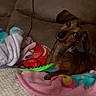 Bella Mae joined the competition — help win amazing prizes! dog, small_dog, brown_dog, pet, canine, wide_eyes, tilted_head, tongue, sitting, lying_down, blanket, colorful_blanket, couch, indoor, home, cozy, toy, green_toy, portrait, cute
