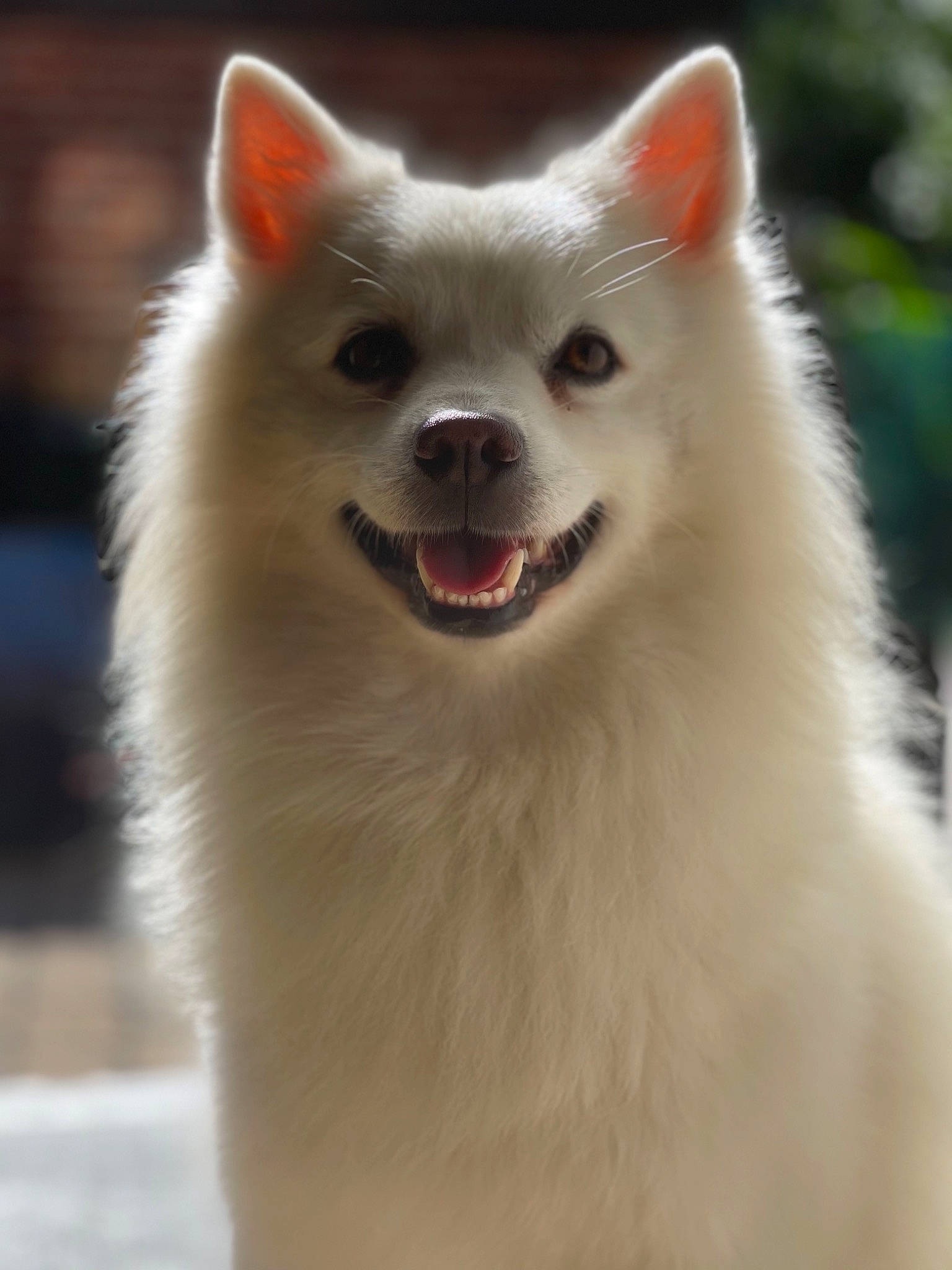 Coda joined the competition — help win amazing prizes! carnivore, close_up, companion_dog, dog_breed, eye, fang, fur, hair, head, human_body, iris, jaw, neck, paw, plant, snout, terrestrial_animal, whiskers, wildlife