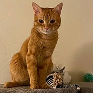 Blaze is registered to the contest to win money with this photo: cat, orange_tabby, pet, indoor, feline, toy_mouse, striped_toy, soft_perch, curious, sitting, fur, whiskers, ears, claws, domestic_animal, animal, cute, playful, relaxed, cozy