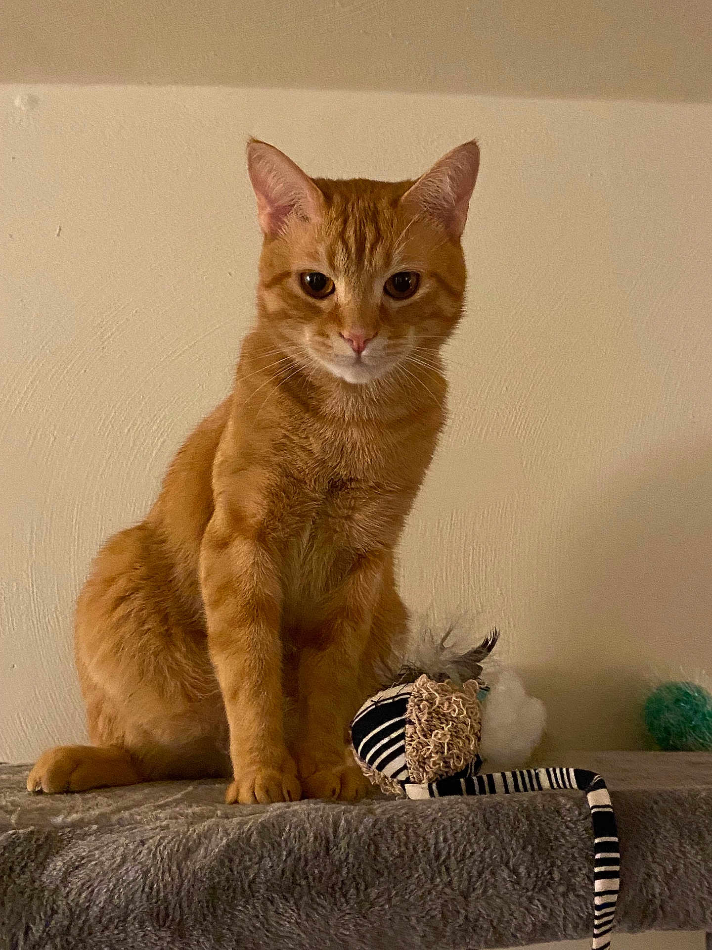 Blaze is registered to the contest to win money with this photo: cat, orange_tabby, pet, indoor, feline, toy_mouse, striped_toy, soft_perch, curious, sitting, fur, whiskers, ears, claws, domestic_animal, animal, cute, playful, relaxed, cozy