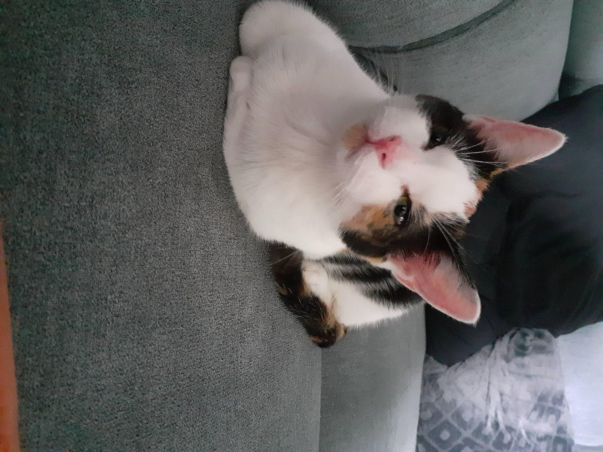 Carapuce participe au concours pour gagner de l'argent avec cette photo : carnivore, cat, claw, comfort, domestic_short_haired_cat, eye, fang, felidae, fur, grey, paw, plant, small_to_medium_sized_cats, snout, tail, whiskers