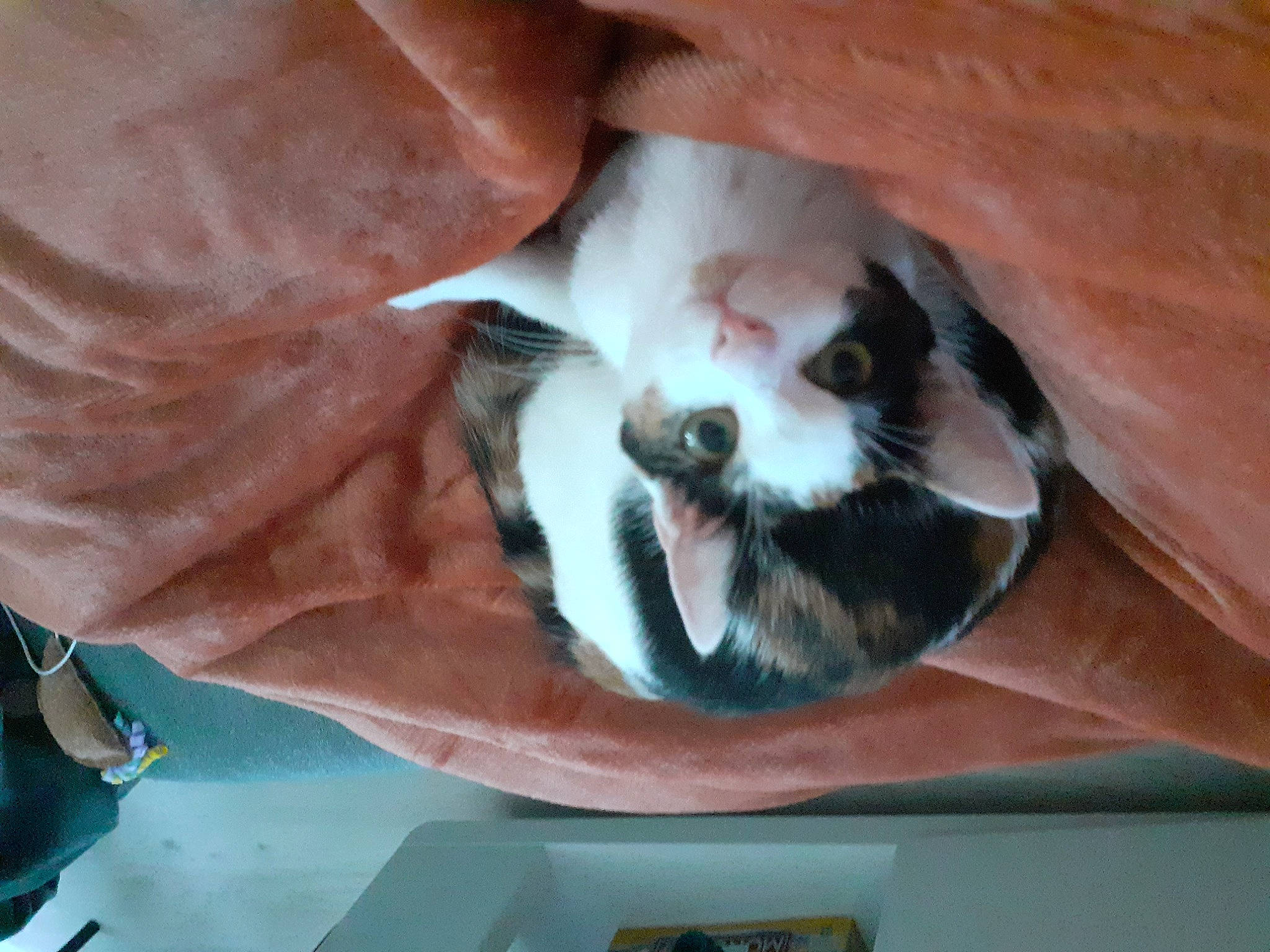 Carapuce a rejoint le concours — aidez-le/la à gagner de superbes lots ! carnivore, cat, comfort, companion_dog, dog_breed, domestic_short_haired_cat, ear, eye, fawn, felidae, fur, hardwood, paw, small_to_medium_sized_cats, snout, sporting_group, tail, vertebrate, whiskers, wood