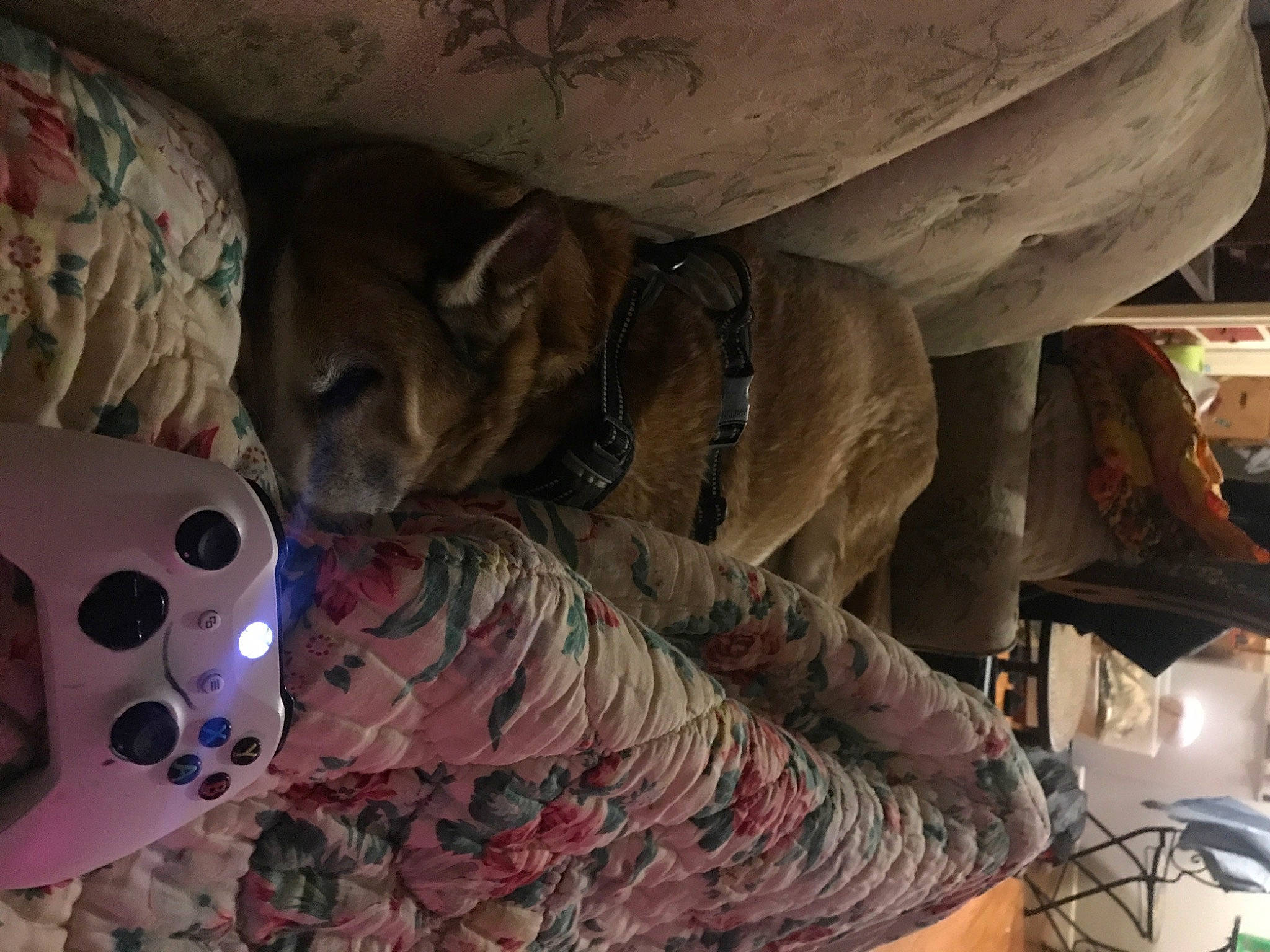 Hero joined the competition — help win amazing prizes! bed, bed_sheet, bedding, car_seat, carmine, comfort, dice, domestic_short_haired_cat, felidae, flesh, fur, hat, human_leg, linens, mammal, pattern, room, small_to_medium_sized_cats, toy, whiskers