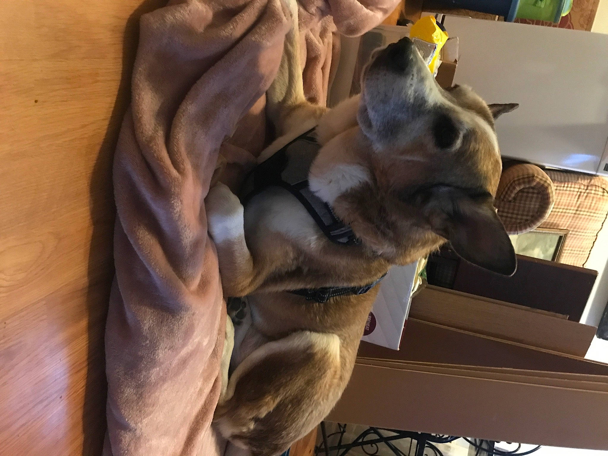 Hero is registered to the contest to win money with this photo: art, canidae, carnivore, companion_dog, dog, dog_breed, fawn, felidae, fur, hardwood, houseplant, jaw, sculpture, small_to_medium_sized_cats, snout, sporting_group, tail, whiskers, wood, working_animal