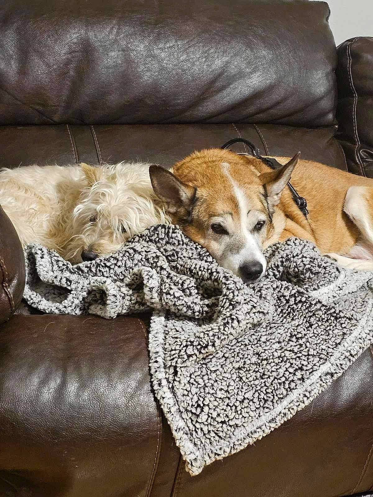 Hero is registered to the contest to win money with this photo: canidae, carnivore, comfort, companion_dog, couch, dog, dog_breed, dog_supply, fawn, flooring, fur, furniture, linens, living_room, pillow, room, terrestrial_animal, throw_pillow, whiskers, wood