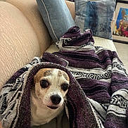 Gabby is registered to the contest to win money with this photo: animal, blanket, brown, comfort, couch, cozy, cute, dog, fur, home, indoor, looking, pet, pillow, portrait, small_dog, snug, white, window, wrapped