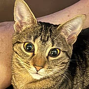 Lily is registered to the contest to win money with this photo: cat, tabby, close_up, pet, animal, feline, whiskers, ears, eyes, fur, domestic_animal, person_arm, indoor, curious, cute, face, portrait, looking, young_cat, mammal