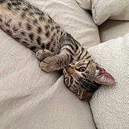 Nova participe au concours pour gagner de l'argent avec cette photo : cat, kitten, tabby, spotted_fur, animal, pet, upside_down, lying_down, paws, whiskers, ears, eyes, nose, fur, sofa, couch, cushions, indoor, cozy, portrait
