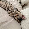 cat, kitten, tabby, spotted_fur, animal, pet, upside_down, lying_down, paws, whiskers, ears, eyes, nose, fur, sofa, couch, cushions, indoor, cozy, portrait