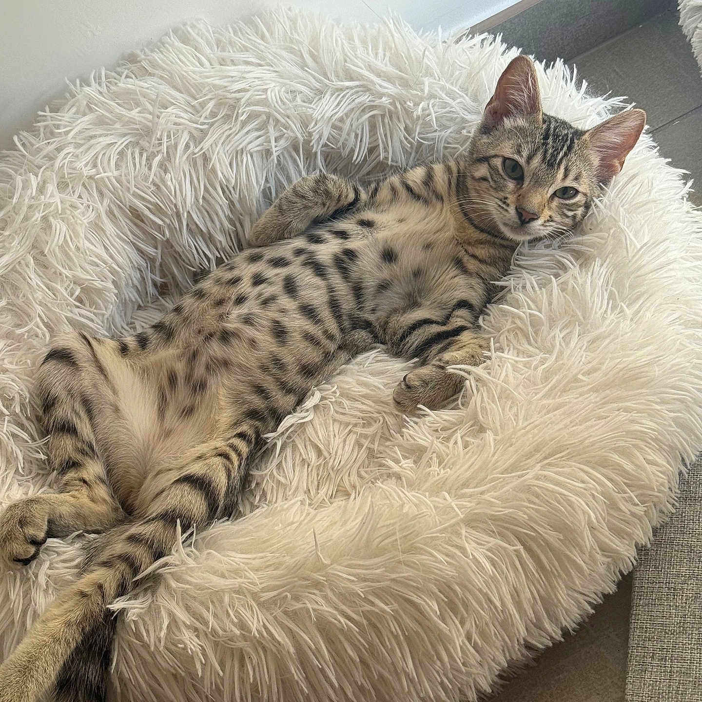 Nova a rejoint le concours — aidez-le/la à gagner de superbes lots ! cat, kitten, tabby, spotted, striped, animal, pet, fluffy_bed, pet_bed, lounging, lying_down, belly, paws, tail, ears, whiskers, indoor, home, cozy, portrait