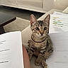 Nova participe au concours pour gagner de l'argent avec cette photo : cat, kitten, tabby, animal, pet, sitting, indoors, living_room, sofa, armchair, coffee_table, paperwork, documents, home, fur, striped, eyes, portrait, cozy, photography