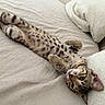 Nova a rejoint le concours — aidez-le/la à gagner de superbes lots ! cat, kitten, tabby, spotted, pet, animal, lying_down, upside_down, sleeping, relaxed, playful, paws, whiskers, eyes, fur, bed, blanket, bedroom, indoors, portrait
