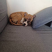 Alek a rejoint le concours — aidez-le/la à gagner de superbes lots ! dog, brindle, sleeping, couch, cushion, indoor, pet, resting, cozy, fur, animal, canine, relaxation, home, comfort, snout, ears, tail, paw, quiet