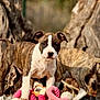 puppy, dog, brindle_coat, toy, outdoor, nature, tree_trunk, grass, animal, pet, young_dog, playing, curious, brown, white, canine, sniffing, background, daylight, closeup