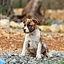 puppy, dog, brindle, white, sitting, outdoor, rocks, grass, curious, young, pet, animal, nature, background_blur, ears, snout, four_legs, ground, cute, fur