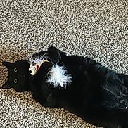 Kat is registered to the contest to win money with this photo: animal, black_cat, carpet, cat, claws, close_up, cute, domestic_cat, feather_toy, feline, fur, green_eyes, indoor, lying_down, pet, playful, relaxed, resting, toy, whiskers