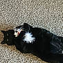 animal, black_cat, carpet, cat, claws, close_up, cute, domestic_cat, feather_toy, feline, fur, green_eyes, indoor, lying_down, pet, playful, relaxed, resting, toy, whiskers