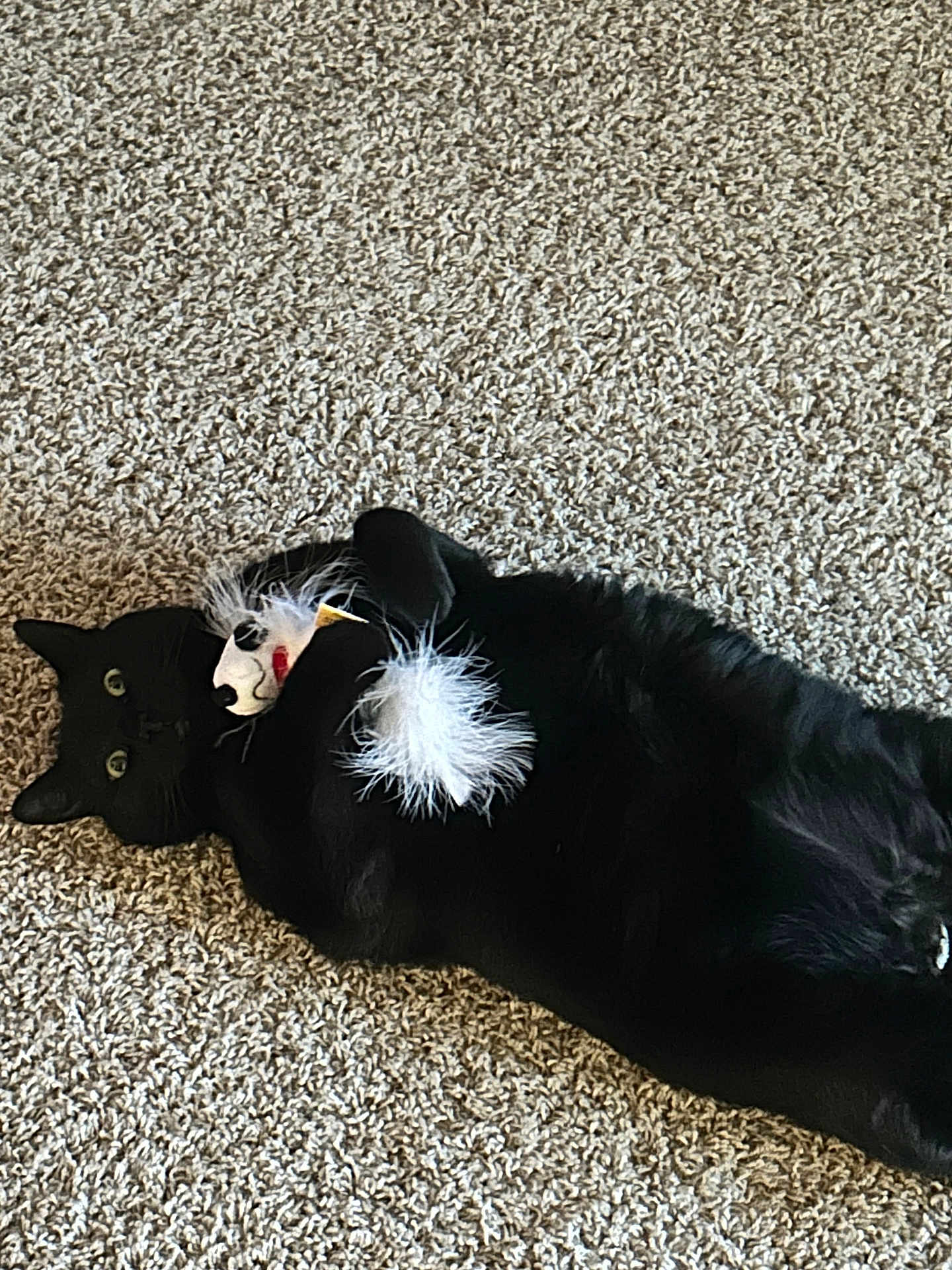 Kat
