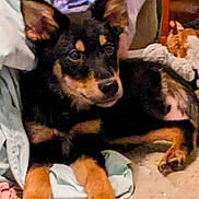 Jimmy joined the competition — help win amazing prizes! puppy, dog, black_and_tan, lying_down, blanket, clothes, indoor, cute, pet, young_dog, fur, ears, nose, paw, carpet, resting, animal, domestic, cozy, curious