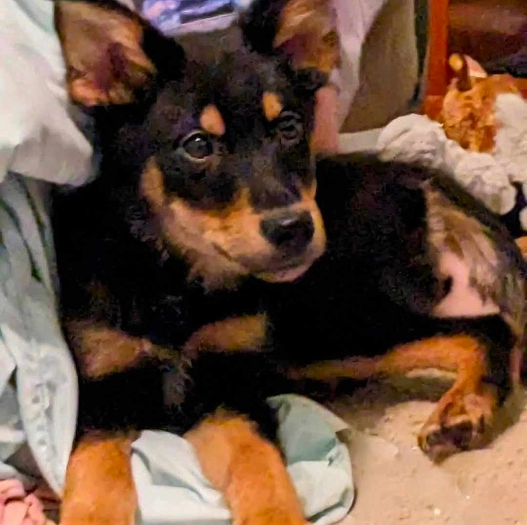 Jimmy joined the competition — help win amazing prizes! puppy, dog, black_and_tan, lying_down, blanket, clothes, indoor, cute, pet, young_dog, fur, ears, nose, paw, carpet, resting, animal, domestic, cozy, curious