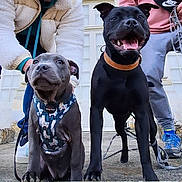 Véga a rejoint le concours — aidez-le/la à gagner de superbes lots ! dog, puppy, black_dog, gray_dog, harness, collar, leash, smiling_dog, outdoor, concrete, person, sneakers, jacket, pants, happy, pet, animal, building, front_view, two_dogs