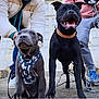 dog, puppy, black_dog, gray_dog, harness, collar, leash, smiling_dog, outdoor, concrete, person, sneakers, jacket, pants, happy, pet, animal, building, front_view, two_dogs