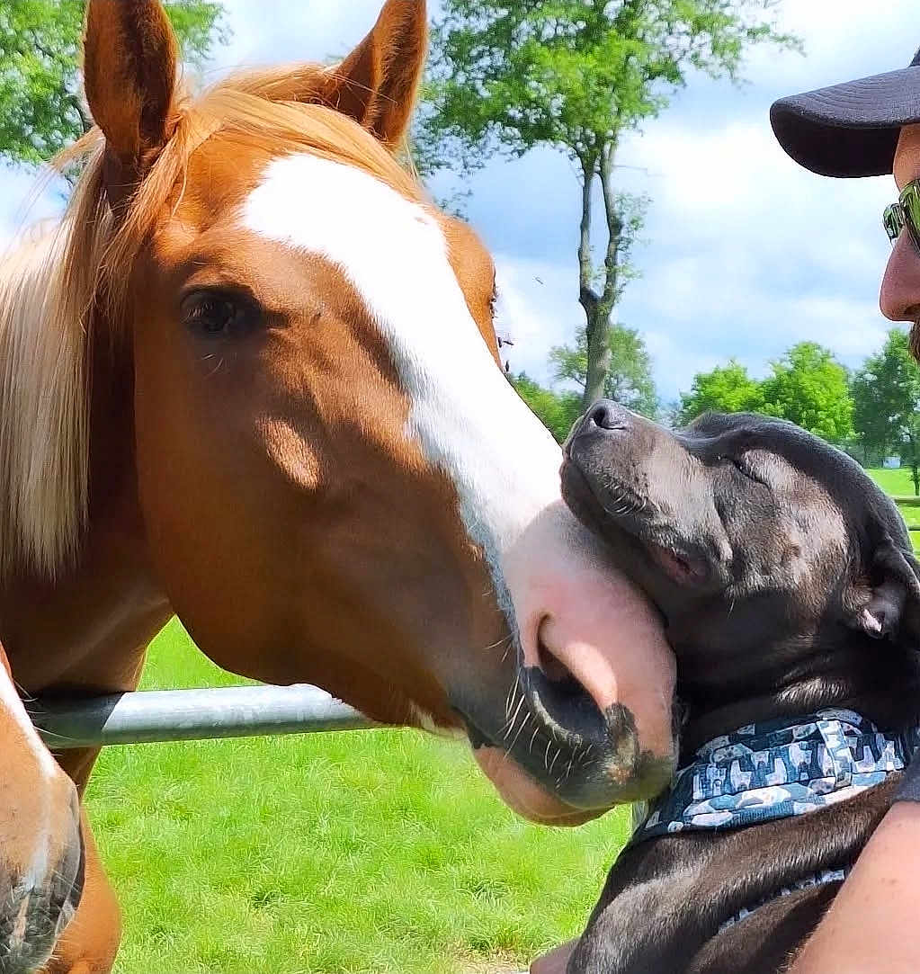 Véga a rejoint le concours — aidez-le/la à gagner de superbes lots ! horse, dog, animal, outdoor, greenery, pet, collar, nature, closeup, friendly, affection, mammal, grass, daylight, human, hat, tree, sky, portrait, bond