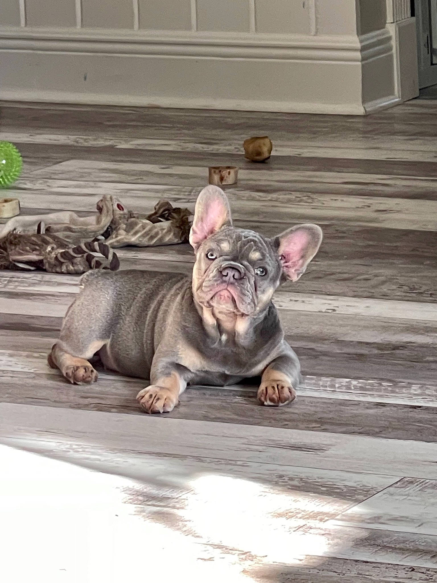 Giabella is registered to the contest to win money with this photo: dog_breed, domestic_pig, fawn, flesh, flooring, fur, grass, grey, hardwood, non_sporting_group, plant, snout, suidae, terrestrial_animal, whiskers, wildlife, wood, wrinkle