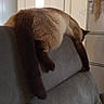 Aron a rejoint le concours — aidez-le/la à gagner de superbes lots ! cat, siamese_cat, pet, animal, feline, sofa, couch, furniture, indoors, living_room, relaxed, sleeping, hanging, draped, tail, whiskers, brown_fur, cream_fur, home, funny
