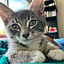 Graycie is registered to the contest to win money with this photo: kitten, cat, close_up, gray_and_white, whiskers, paw, indoor, cozy, relaxed, furniture, bookshelf, soft_fur, curious_eyes, pet, animal, domestic_cat, portrait, young_cat, window_light, home