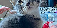 Graycie is registered to the contest to win money with this photo: kitten, gray_cat, white_fur, pet, indoor, window, blanket, curious, whiskers, closeup, animal, young_cat, feline, domestic_cat, cute, soft_light, face, ears, sitting, cozy