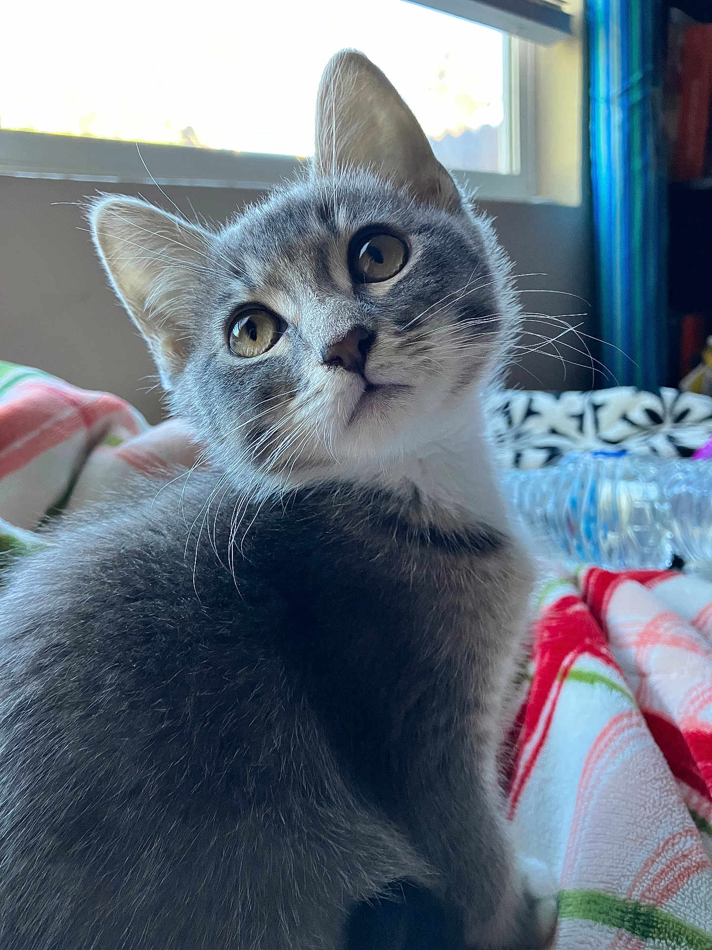 Graycie is registered to the contest to win money with this photo: kitten, gray_cat, white_fur, pet, indoor, window, blanket, curious, whiskers, closeup, animal, young_cat, feline, domestic_cat, cute, soft_light, face, ears, sitting, cozy