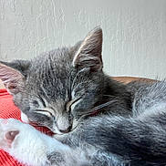 Graycie is registered to the contest to win money with this photo: cat, kitten, sleeping, gray_fur, white_paw, closeup, pet, cute, relaxed, indoor, feline, whiskers, paw, fur, resting, soft_texture, animal, domestic, peaceful, young