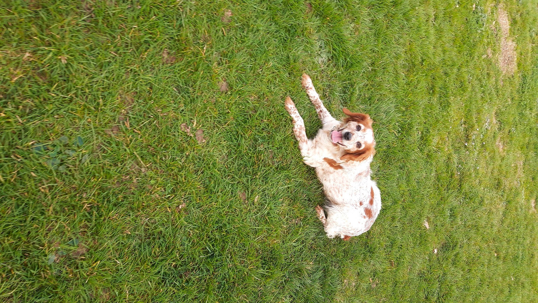 Abie participe au concours pour gagner de l'argent avec cette photo : ball, canidae, carnivore, cavalier_king_charles_spaniel, companion_dog, dog, dog_breed, fawn, grass, grass_family, grassland, groundcover, happy, lawn, pasture, people_in_nature, plant, sporting_group, tail, toy