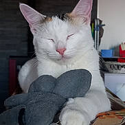 Minette a rejoint le concours — aidez-le/la à gagner de superbes lots ! animal, blanket, calico, cat, close_up, cozy, cute, feline, fur, indoor, paw, pet, pink_nose, plush_toy, relaxed, resting, sleeping, soft_toy, table, white_cat