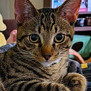 Apollo joined the competition — help win amazing prizes! animal, cat, close_up, cozy, cute, domestic, ears, eyes, feline, fur, home, indoor, paw, pet, portrait, relaxed, resting, striped, tabby, whiskers