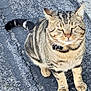cat, tabby, animal, pet, feline, sitting, outdoor, asphalt, collar, striped_tail, whiskers, fur, closeup, street, gray, brown, black, cute, portrait, daylight