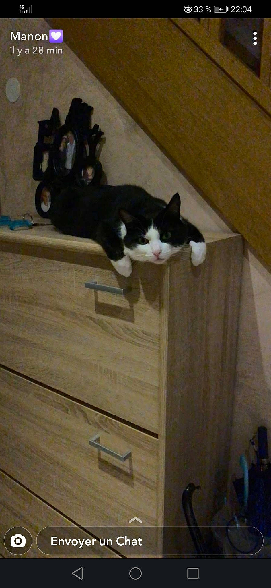 Flèche a rejoint le concours — aidez-le/la à gagner de superbes lots ! carnivore, cat, domestic_short_haired_cat, felidae, floor, flooring, fur, hardwood, laminate_flooring, lumber, plank, plywood, room, small_to_medium_sized_cats, tail, varnish, whiskers, wood, wood_flooring, wood_stain