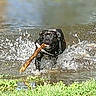active, animal, black_dog, canine, daylight, dog, fun, grass, joyful, mouth, nature, outdoor, pet, playing, running, splash, stick, summer, water, wet