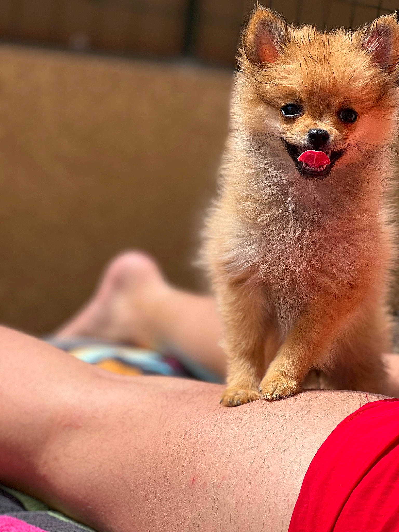 Koda participe au concours pour gagner de l'argent avec cette photo : canidae, carnivore, claw, companion_dog, corgi_chihuahua, dog, dog_breed, elbow, fawn, flesh, fur, paw, red, tail, terrestrial_animal, whiskers, wildlife, wrist