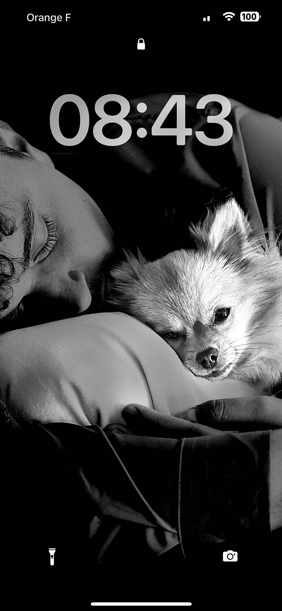 Koda a rejoint le concours — aidez-le/la à gagner de superbes lots ! canidae, carnivore, comfort, companion_dog, dog, dog_breed, felidae, font, fur, gesture, happy, mammal, monochrome, monochrome_photography, paw, photo_caption, sitting, style, toy_dog, whiskers