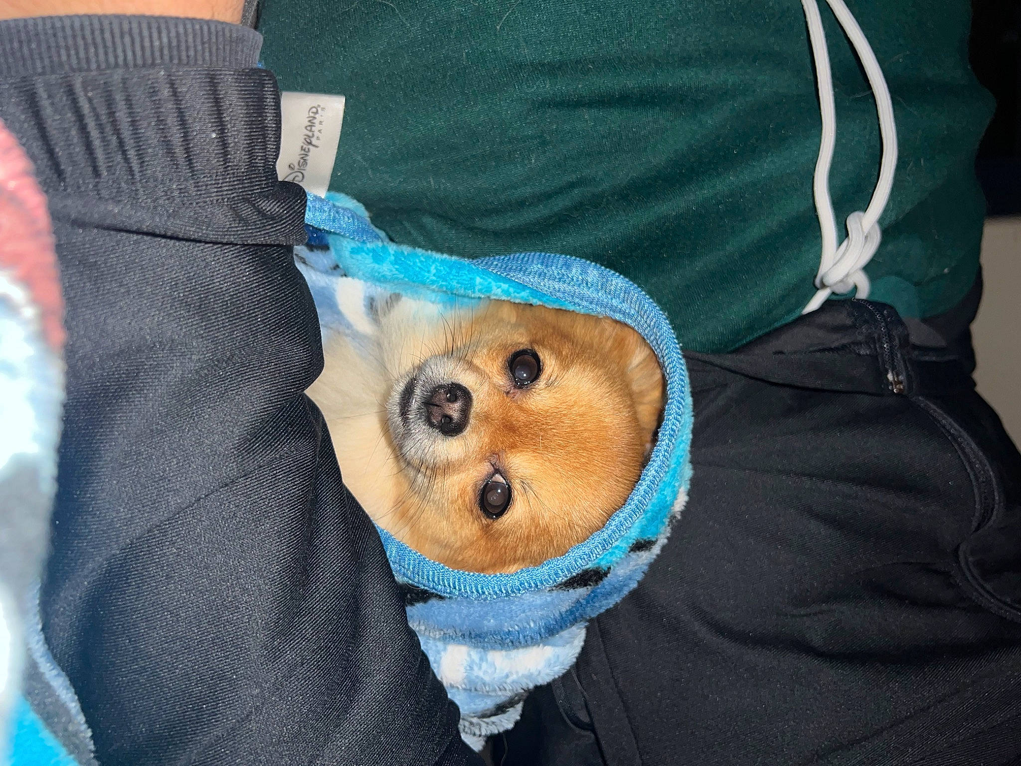 Koda a rejoint le concours — aidez-le/la à gagner de superbes lots ! abdomen, baby_toddler_clothing, button, electric_blue, fashion_accessory, fur, hat, jacket, linens, nail, outerwear, pattern, plush, sleeve, snout, stuffed_toy, sunglasses, textile, toy, wrist