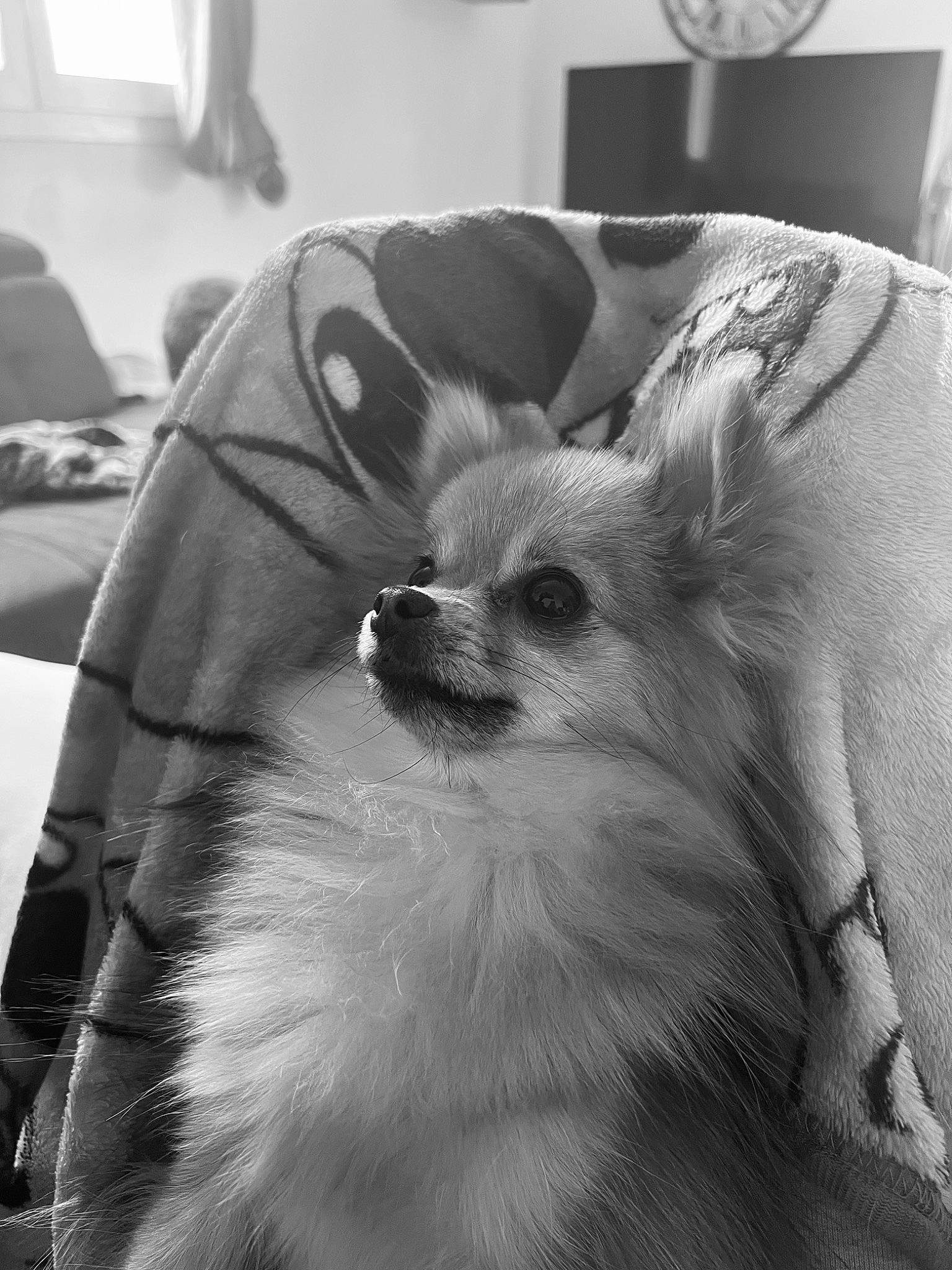 Koda participe au concours pour gagner de l'argent avec cette photo : black_and_white, canidae, carnivore, chihuahua, companion_dog, dog, dog_breed, dog_supply, fawn, fur, german_spitz, monochrome, monochrome_photography, pomeranian, snout, sporting_group, style, toy_dog, volpino_italiano, whiskers