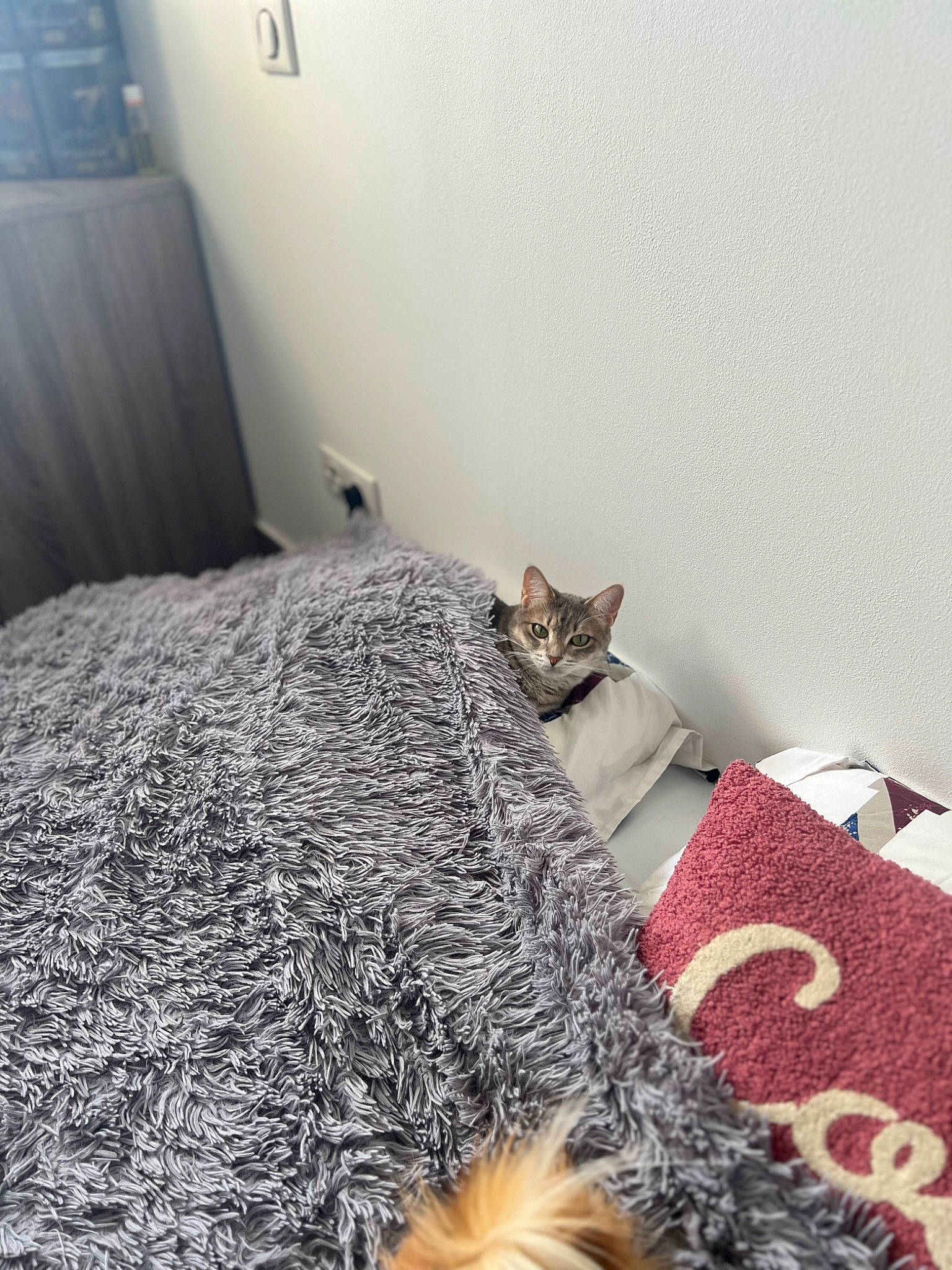 Tornade a rejoint le concours — aidez-le/la à gagner de superbes lots ! bed, bedding, carnivore, cat, comfort, door, fawn, felidae, floor, flooring, grey, hardwood, linens, mammal, room, small_to_medium_sized_cats, tail, vertebrate, whiskers, wood